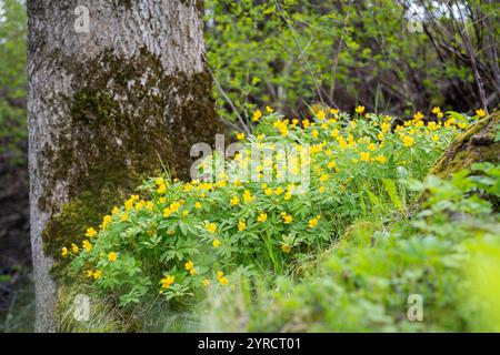 Gelbes Holz Butterblume Anemone (Anemone ranunculoides), Waldwiese Boden, verschwommener Baumstamm Hintergrund, Tierwelt Ökotourismus. Stockfoto
