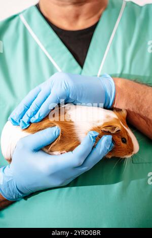 Tierarzt hält Meerschweinchen-Haustier in der Klinik auf leeren weißen Hintergrund. Tierärztliche und tierärztliche Behandlung. Hochwertige Fotos Stockfoto