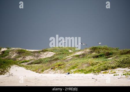 Möwen fliegen über Sanddünen an der Küste mit Sturmhimmel Stockfoto