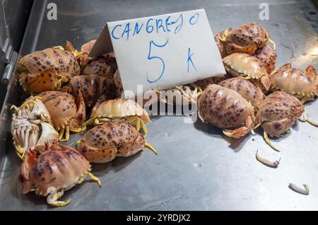 Auswahl an frischen Meeresfrüchten, täglichen Fängen von Cangrejo-roten Krebsen auf dem Fischmarkt in Jerez de la Frontera, Andalusien, Spanien Stockfoto