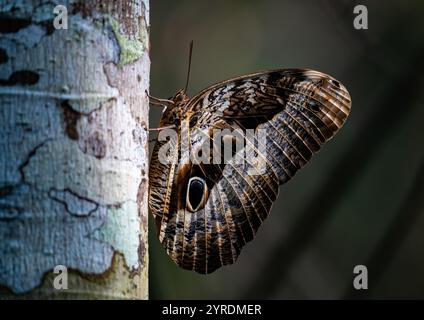 Ein Purple Eulen-Schmetterling (Caligo beltrao) auf einem Baumstamm. São Paulo, Brasilien. Stockfoto