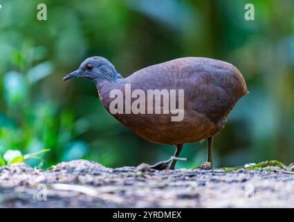 Ein brauner Tinamou (Crypturellus obsoletus), der im Wald auf Nahrungssuche ist. São Paulo, Brasilien. Stockfoto