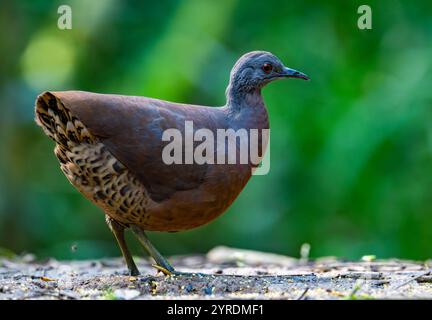 Ein brauner Tinamou (Crypturellus obsoletus), der im Wald auf Nahrungssuche ist. São Paulo, Brasilien. Stockfoto