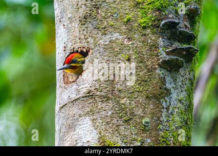 Ein Weißspecht (Piculus aurulentus) sticht seinen Kopf aus seinem Nestloch in einem großen Baum. São Paulo, Brasilien. Stockfoto