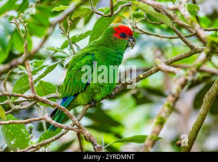 Ein Pileated Paprot (Pionopsitta pileata), der auf einem Baum im Wald thront. Intervales State Park, São Paulo, Brasilien. Stockfoto