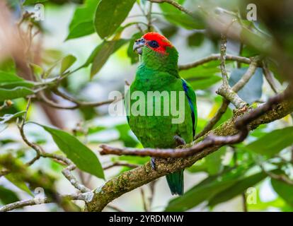 Ein Pileated Paprot (Pionopsitta pileata), der auf einem Baum im Wald thront. Intervales State Park, São Paulo, Brasilien. Stockfoto