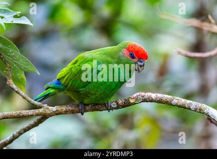 Ein Pileated Paprot (Pionopsitta pileata), der auf einem Baum im Wald thront. Intervales State Park, São Paulo, Brasilien. Stockfoto