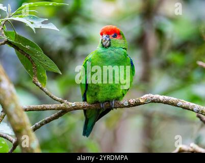 Ein Pileated Paprot (Pionopsitta pileata), der auf einem Baum im Wald thront. Intervales State Park, São Paulo, Brasilien. Stockfoto