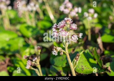 Nahaufnahme der Blüten des Winterheliotrops (petasites pyrenaicus) in Blüte Stockfoto