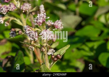 Nahaufnahme der Blüten des Winterheliotrops (petasites pyrenaicus) in Blüte Stockfoto