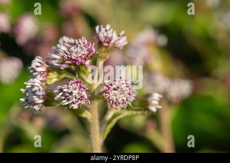 Nahaufnahme der Blüten des Winterheliotrops (petasites pyrenaicus) in Blüte Stockfoto