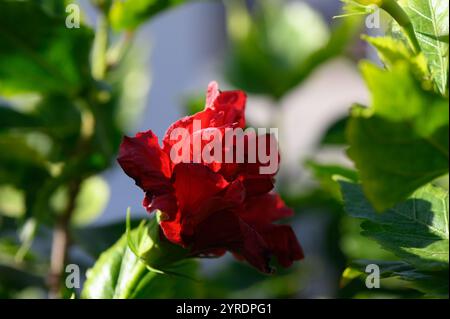 Eine auffällige rote Hibiskusblüte steht inmitten von leuchtend grünen Blättern und fängt das warme Sonnenlicht in einem Garten ein. Stockfoto