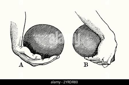 Eine alte Gravur einer Hand, die Bowlingkugeln hält. Es stammt aus dem viktorianischen Buch der 1890er Jahre über Sport, Spiele und Freizeit. Die Schalen sind nicht rund ¬ – sie haben eine Form oder einen Vorsprung, sodass sie beim Rollen einem gekrümmten Weg folgen. Hier zeigt A die Handposition für eine Vorhand- und B eine Rückhand-Position. Bowls (Rasenbowls oder Rasenbowling) ist eine Sportart, bei der Spieler versuchen, ihren Ball (sogenannte Bowl) am nächsten zu einem kleineren Ball (bekannt als „Jack“ oder „Kitty“) zu Rollen. Die Schalen sind so geformt (vorgespannt), dass sie beim Rollen einem gekrümmten Weg folgen. Das Spiel wird entweder in Teams oder einzeln gespielt. Stockfoto