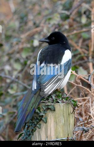 Magpie auf dem Torpfosten mit schillernden grünen und blauen Schwanzfedern mit Kopf zur Seite Stockfoto