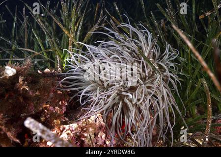 Helle Anemone, Wachsrose (Anemonia sulcata), zwischen Seegras, Neptungras (Posidonia oceanica) in einer Unterwasserwelt, SEC de la Jeaune Garde Stockfoto