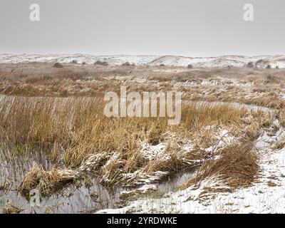 See- und Sanddünen-Landschaft im Naturschutzgebiet Loodsmansduin, die Bollekammer, während eines Schneesturms Ende März, Insel Texel, Holland Stockfoto