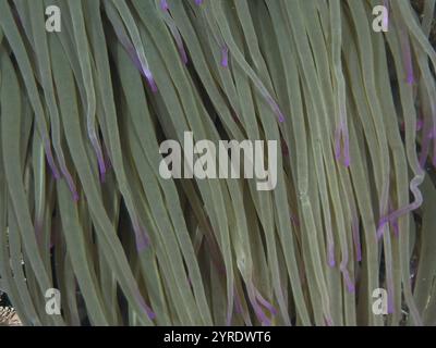 Nahaufnahme der Anemone mit langen grünen Tentakeln und lila Spitzen, Wachsrose (Anemonia sulcata), Tauchplatz Les Grottes, Halbinsel Giens, Provence Alpes Co Stockfoto