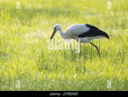 Weißstorch (Ciconia ciconia), der am frühen Morgen auf einer Wiese auf der Suche ist, Tauperlen auf dem Gras, Niedersachsen, Deutschland, Europa Stockfoto