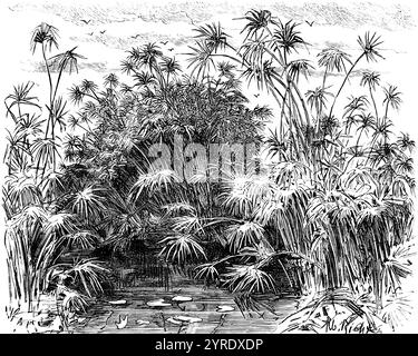 Papyruspflanzen (Cyperus papyrus) bei Syrakus, Papyrussträucher im Wasser, Seerosen, Insel Sizilien, Italien, historische Abbildung 1882, Europa Stockfoto