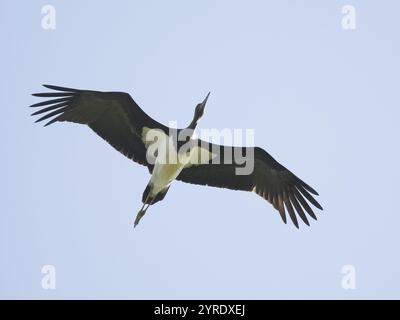 Schwarzstorch (Ciconia nigra), Jungvogel oder unreifer Vogel im Flug, vor einem hellen, blauen Himmel, Hessen, Deutschland, Europa Stockfoto