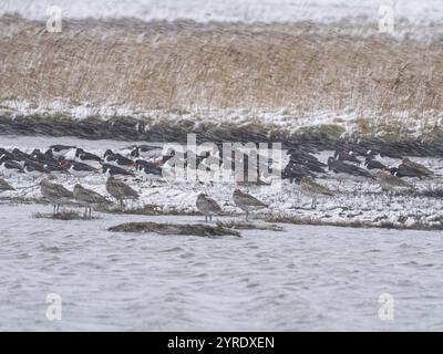 Austernfänger (Haematopus ostralegus) und Eurasische Brachblöcke (Numenius arquata), die am Rand einer Lagune während eines Schneesturms am Ende von Ma ruhen Stockfoto