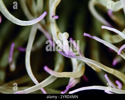 Makrofoto von Anemonen-Tentakeln aus Wachsrose (Anemonia sulcata) in Grün- und Purpurtönen, Tauchplatz Les Grottes, Halbinsel Giens, Provence A Stockfoto