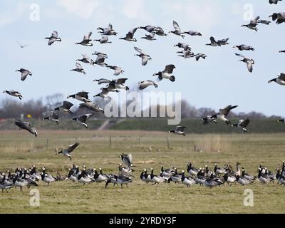 Barnacle Gänse (Branta leucopsis), Herde im Flug, Zugvögel, landen auf einer Wiese im Naturschutzgebiet Waalenburg, Insel Texel, Holland Stockfoto