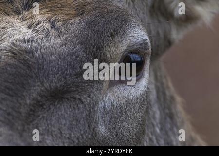 Nahaufnahme eines Rothirschauges mit Fokus auf Fellstruktur und Auge, Baden-Württemberg, Deutschland, Europa Stockfoto