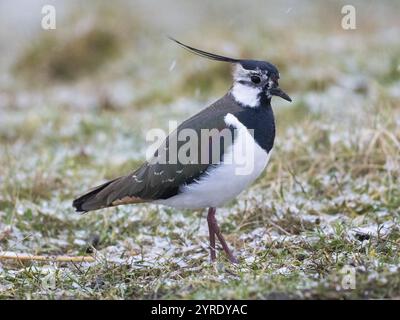 Der nördliche Lapwing (Vanellus vanellus), männlicher ausgewachsener Vogel, der Ende März auf einer schneebedeckten Wiese auf der Insel Texel in Holland steht Stockfoto