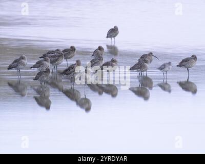 Eurasian Curlew (Numenius arquata), eine Herde von Zugvögeln, die im flachen Wasser des Wagejot Naturschutzgebiets Lagune auf der Insel Texel, Holland, ruhen Stockfoto