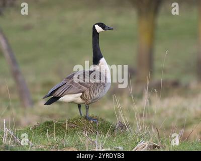 Kanadas-Gans (Branta canadensis), männlich oder Gander, die auf Grasknolle stehen, in Alarmbereitschaft, Hessen, Deutschland, Europa Stockfoto