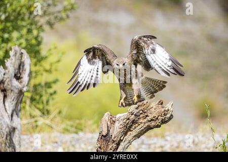 Bussard (Buteo buteo) Deutschland Stockfoto