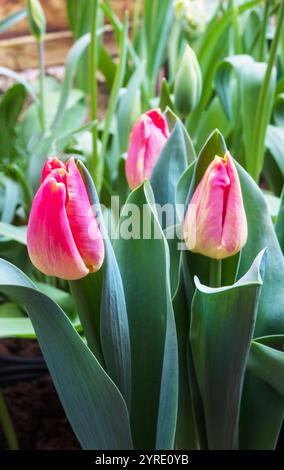 Nahaufnahme der Gruppe von Tulipa Match. Eine einzelne Tulpe aus der Mitte des Frühlings, die gelbe und karmesinrote Tulpe, die zur Triumph Division 3 gehört Stockfoto