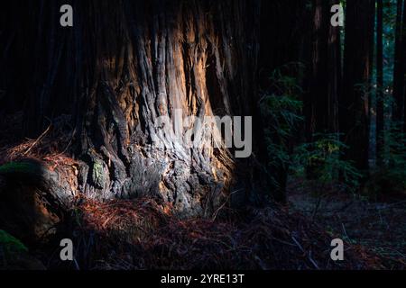 Armstrong Redwoods ist ein kleiner Stand von Redwood-Bäumen im Norden von Guerneville, Kalifornien. Stockfoto
