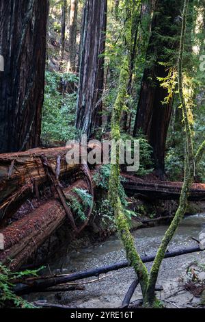 Armstrong Redwoods ist ein kleiner Stand von Redwood-Bäumen im Norden von Guerneville, Kalifornien. Stockfoto