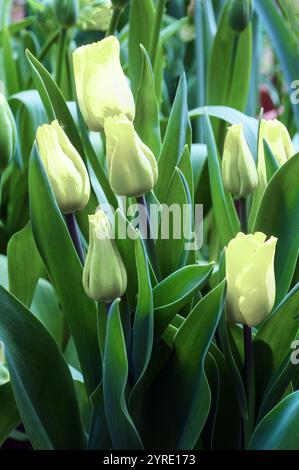 Nahaufnahme einer Gruppe Tulipa Spring Green. Eine einzelne, im Spätfrühling blühende grüne und elfenbeinfarbene Tulpe, die zur Gruppe der viridiflora Division 8 gehört Stockfoto