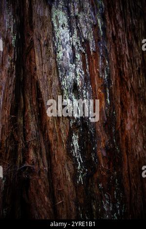 Armstrong Redwoods ist ein kleiner Stand von Redwood-Bäumen im Norden von Guerneville, Kalifornien. Stockfoto