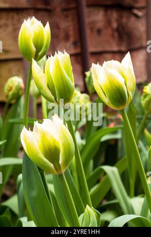 Nahaufnahme einer Gruppe Tulipa Spring Green. Eine einzelne, im Spätfrühling blühende grüne und elfenbeinfarbene Tulpe, die zur Gruppe der viridiflora Division 8 gehört Stockfoto
