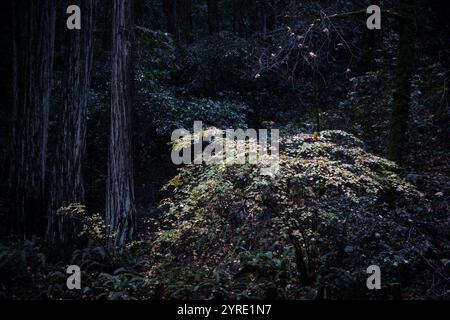 Armstrong Redwoods ist ein kleiner Stand von Redwood-Bäumen im Norden von Guerneville, Kalifornien. Stockfoto