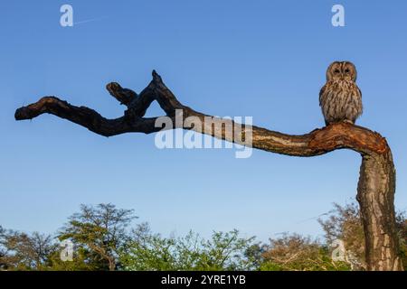 Tawny Owl auf einem toten Baumzweig Stockfoto