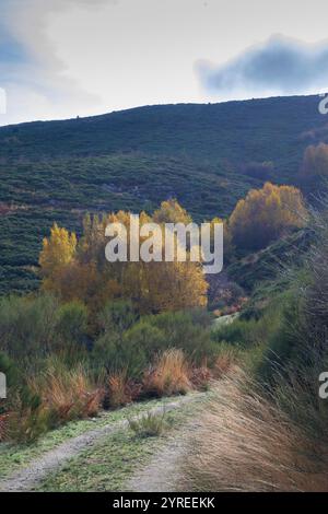 Erlen Alnus glutinosa im Herbst mit Bergweg in der nördlichen Extremadura Stockfoto