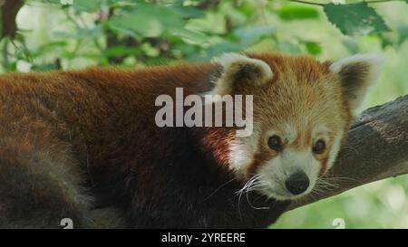 Red panda am Baum Stockfoto