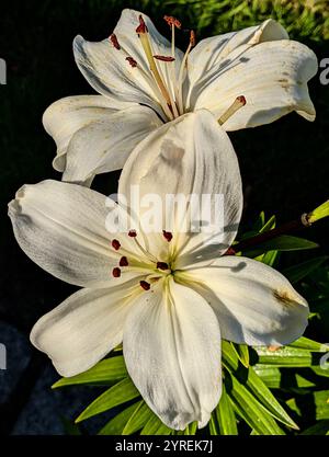 Lilium Candidum Madonna Lily Flower Stockfoto