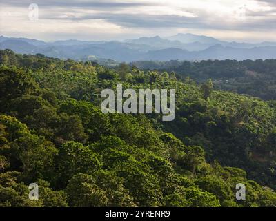 Lebhaftes Grün erstreckt sich über sanfte Hügel mit weit entfernten Bergen, die in der Dämmerung unter bewölktem Himmel sichtbar sind. Stockfoto