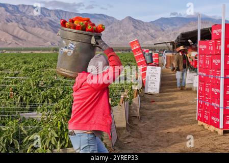 Arbeiter, die rote Bell Pfeffer ernten, „Capsicum annum“, Dattelpalmen „Phoenix dactylifera“ im Hintergrund, frühes Morgenlicht, Kalifornien. Stockfoto