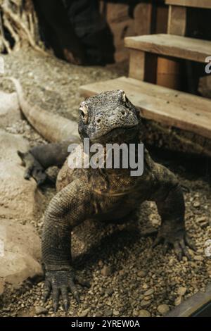 Ein Nahporträt einer Komodo-Drachenechse, das die strukturierten Schuppen, scharfen Krallen und den intensiven Blick in der natürlichen Umgebung hervorhebt Stockfoto