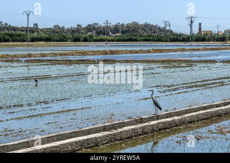 Der Albufera-Nationalpark (Parc Natural de l’Albufera) ist ein Naturschutzgebiet in Spanien, Provinz Valencia, Spanien, Europa. Stockfoto