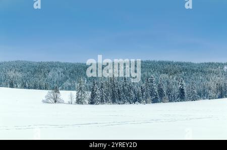 Winterlandschaft mit schneebedecktem Feld und Wald in koscielisko, in der Nähe von zakopane, polen, mit einem klaren blauen Himmel Stockfoto