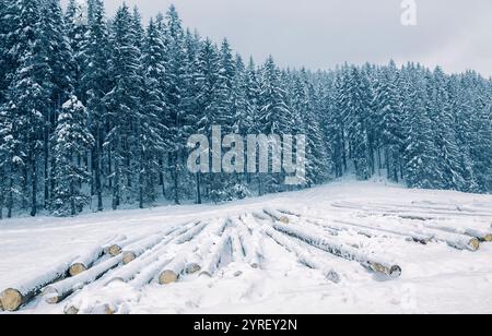 Frisch geschnittene Stämme liegen im Winter auf einer schneebedeckten Rodung vor einem dichten Kiefernwald in zakopane, polen Stockfoto