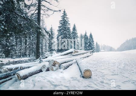 Schneebedeckte Baumstämme am Ufer eines Baches, der durch einen verschneiten Wald in koscielisko in der Nähe von zakopane, polen, fließt, schaffen eine ruhige Winterlandschaft Stockfoto